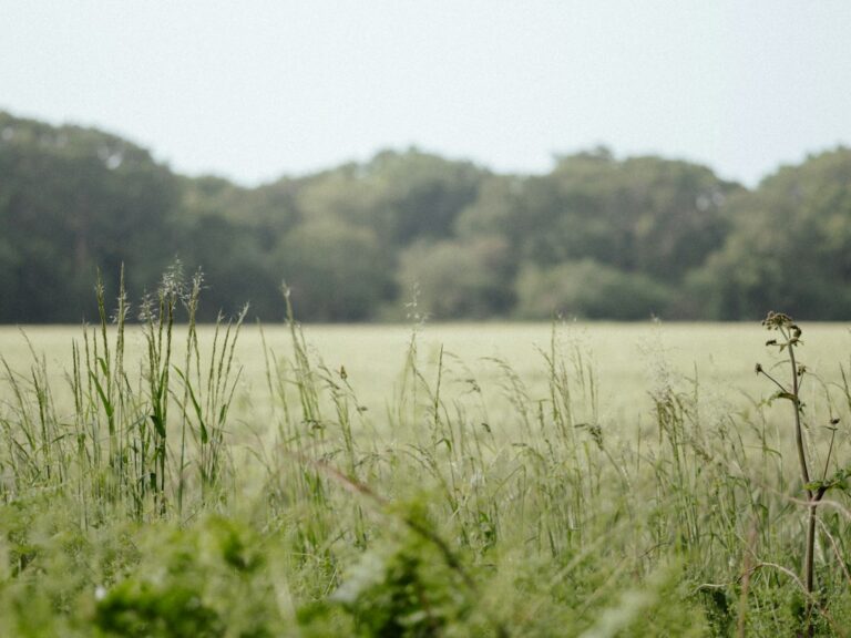 Open grass field with trees at the edge, an example of a vacant land parcel