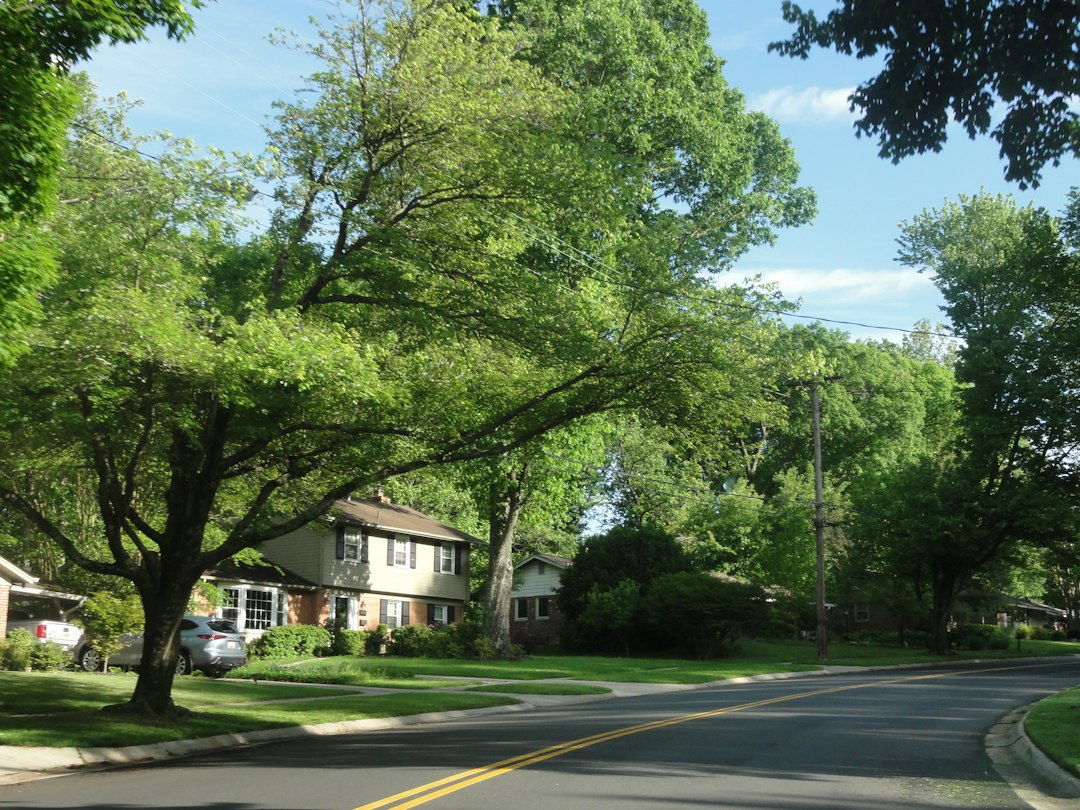Tree-lined residential street a bird dog in real estate might drive to spot vacant houses